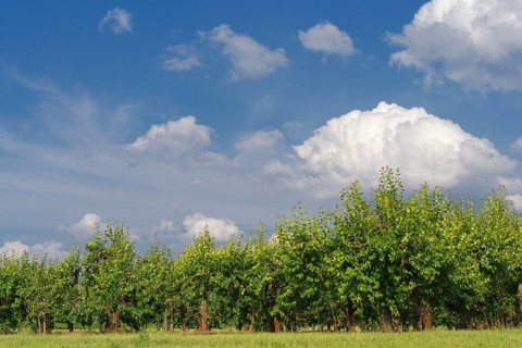 Orchard with Plum treesn (Prunus domestica)