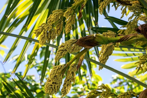 Chusan Palm (Trachycarpus fortunei)