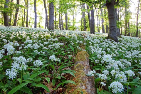 Flowering (Allium ursinum) in beech forest