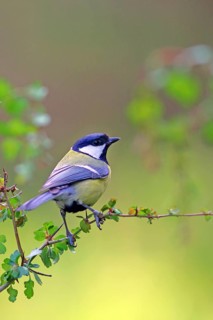 Great tit (Parus major) on a hawthorn branch