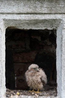 Young Common Common Kestrel (Falco tinnunculus) in nest in an empty wayside shrine