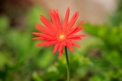 Barberton Daisy (Gerbera) (Gerber daisy jamesonii)