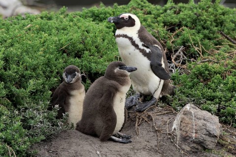 African penguin (Spheniscus demersus)