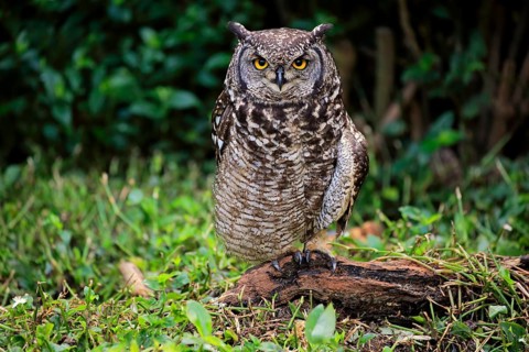 Spotted Eagle-Owl (Bubo africanus)