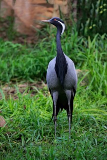 Demoiselle crane (Anthropoides virgo)
