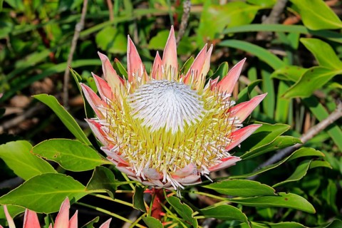 King Protea (Protea cynaroides)
