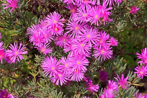 Ice Plant