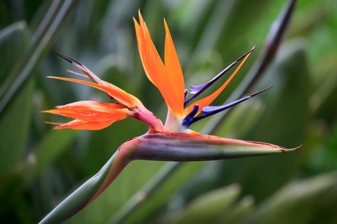 Strelitzia (Strelitzia reginae)