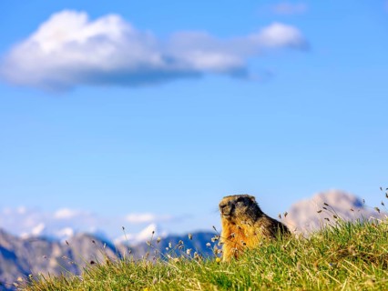 Alpine Marmot (Marmota marmota) in natural habitat