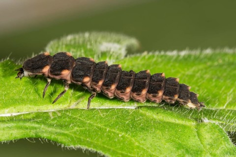 Common glow-worm (Lampyris noctiluca) Female on one leaf