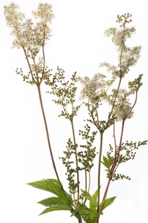 Meadowsweet (Filipendula ulmaria) on white background