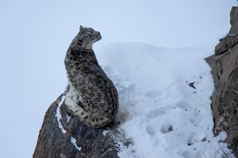 Snow leopard (Panthera uncia) on rock