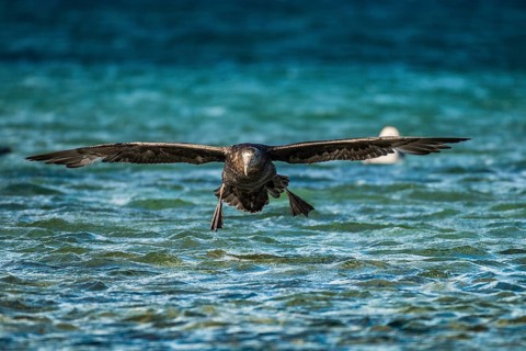 Southern giant petrel (Macronectes giganteus) lands on water