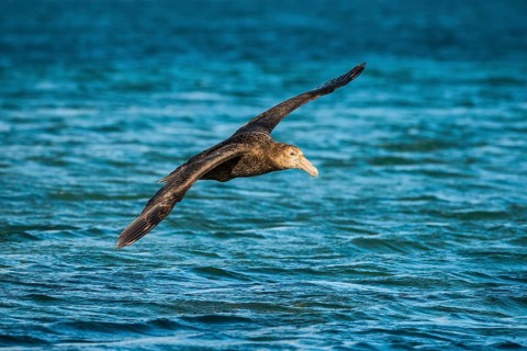Southern giant petrel (Macronectes giganteus) in flight
