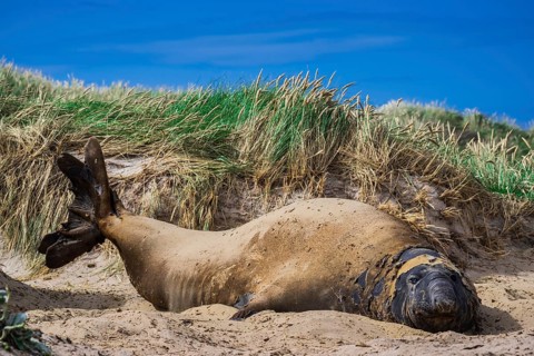 Southern elephant seal (Mirounga leonina)
