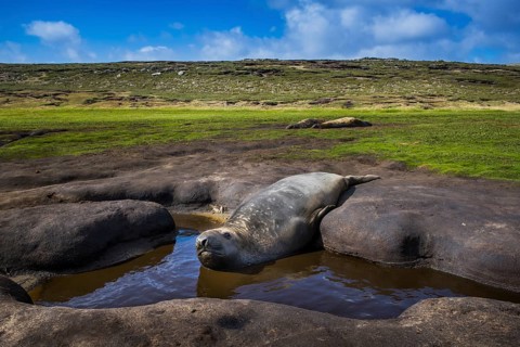 Southern elephant seal (Mirounga leonina)