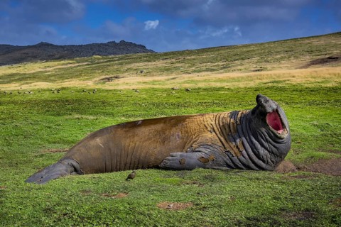 Southern elephant seal (Mirounga leonina)