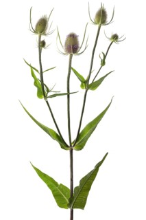 Wild teasel (Dipsacus fullonum) on white background