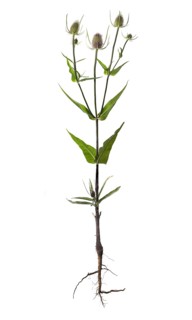 Wild teasel (Dipsacus fullonum) on white background