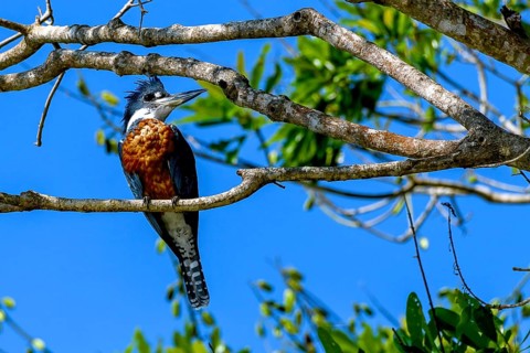 Ringed kingfisher (Megaceryle torquata)
