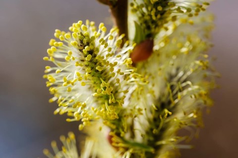 Willow catkin of the Goat willow (Salix caprea)
