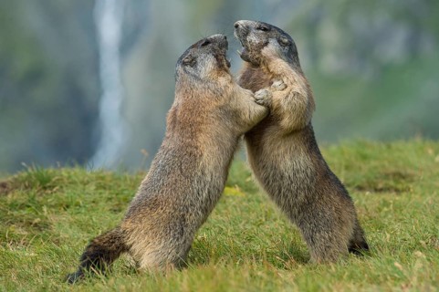 Fighting old animals of the (Marmota)
