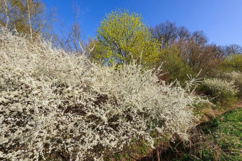 Flowering sloe hedge in spring