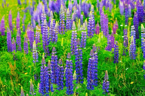 Lupines