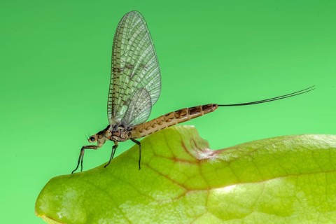 Mayfly (Ephemeroptera)