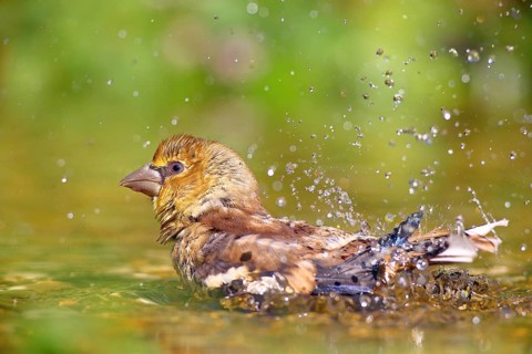 Hawfinch (Coccothraustes coccothraustes) Young bird bathes in shallow water