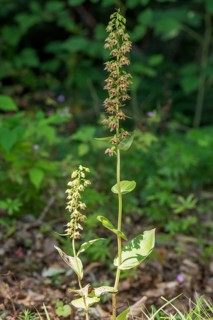 Broad-leaved helleborine (Epipactis helleborine ) Baden-Wuerttemberg