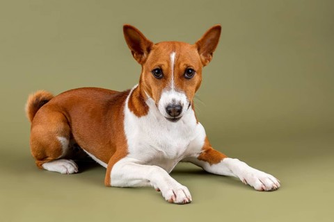 Basenji or Congo Terrier (Canis lupus familiaris)