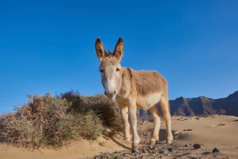 African wild ass (Equus africanus asinus ) at the beach