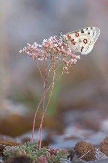 Apollo (Parnassius apollo) sitting on white stonecrop (Sedum album)