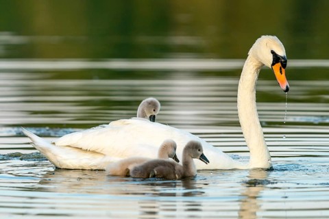 Mute swan (cygnus olor)