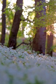 Flowering (Allium ursinum) in beech forest