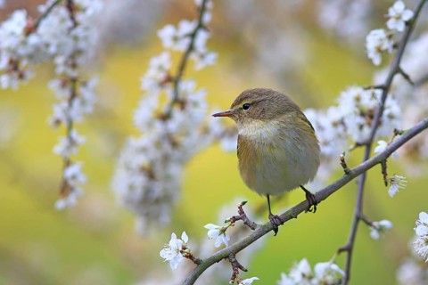 Common chiffchaff or (Phylloscopus collybita) on flowering blackthorn branch