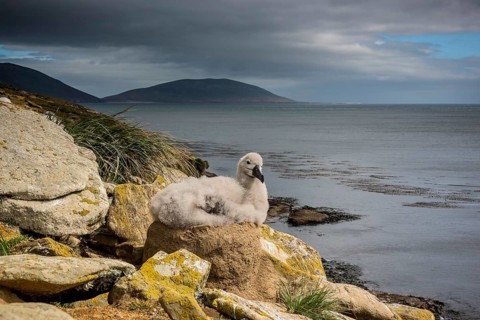 Black-browed Albatross (Thalassarche melanophris) chick on its nest