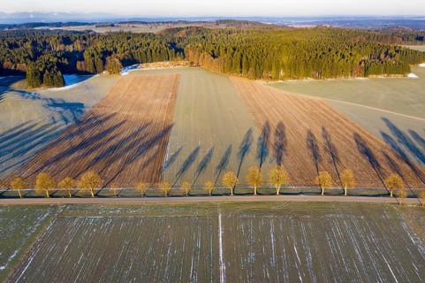 Row of trees with long shadows