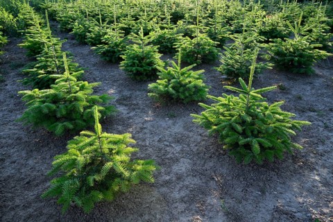 Reforestation of Nordmann firs as Christmas trees