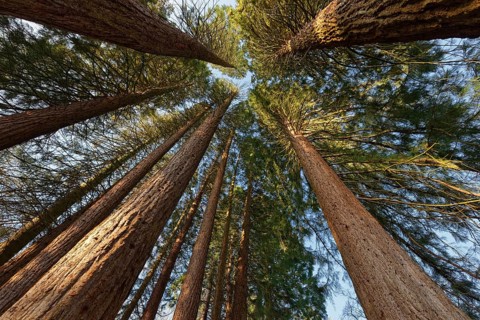 Group of Giant sequoiasn (Sequoiadendron giganteum) at sunrise