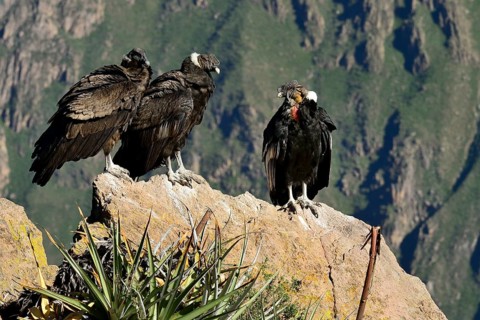 Andean condors (Vultur gryphus) sitting on a rock