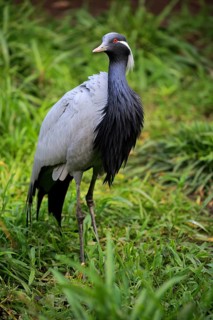 Demoiselle crane (Anthropoides virgo)