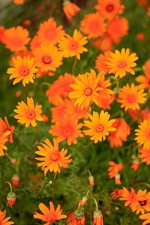 Namaqua parachute daisy (Ursinia calenduliflora )