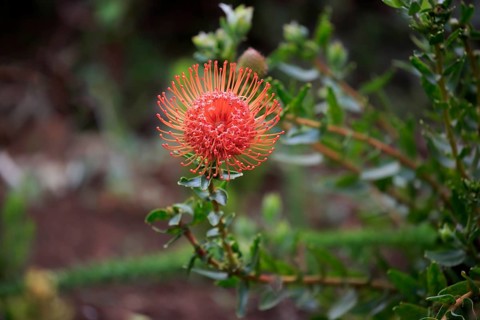 Pincuspid Protea