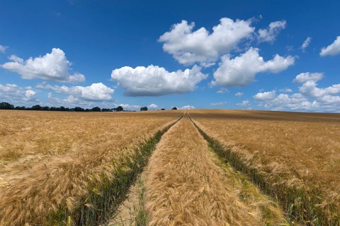 Tractor tracks in the ripe barley field (Hordeum vulgare)