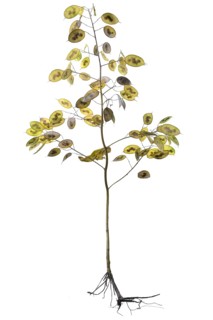 Annual honesty (Lunaria annua) with ripe pods on white background