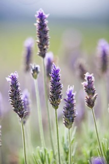 Lavender plantation at the eco farm Sao Benedito