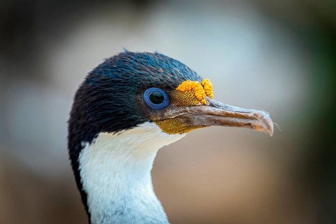 Imperial shag (Phalacrocorax atriceps)