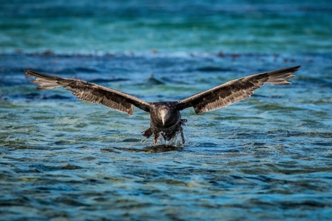 Southern giant petrel (Macronectes giganteus) lands on water